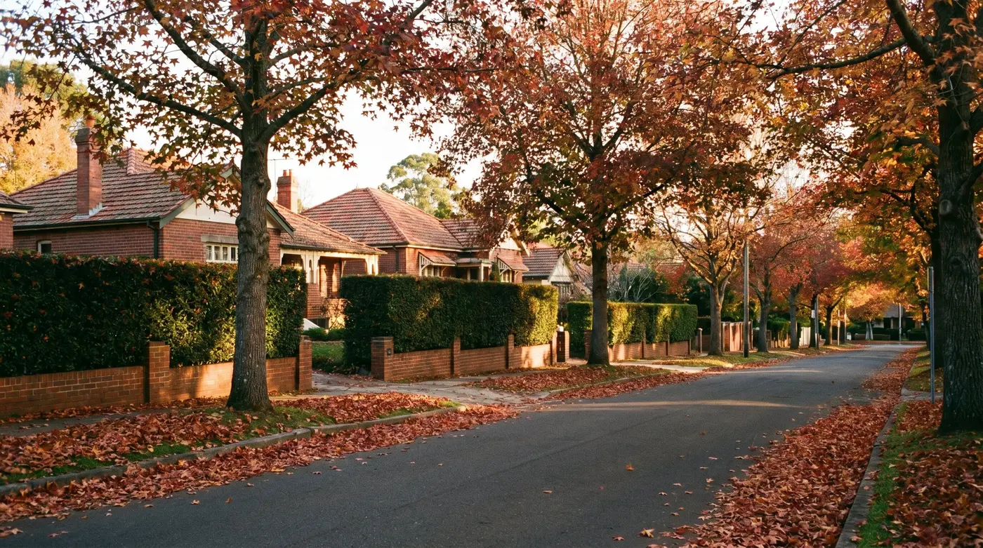A residential street lined with liquidambar trees in full autumn colour, leaf drifts along the kerb, Federation homes behind hedges